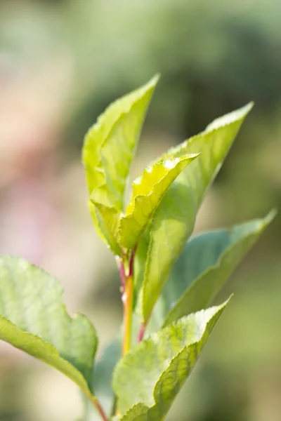 Belle feuille verte. macro — Photo