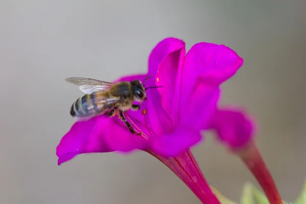 Abeja en una flor rosa. macro — Foto de Stock