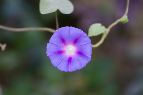 Flor púrpura. macro — Foto de Stock