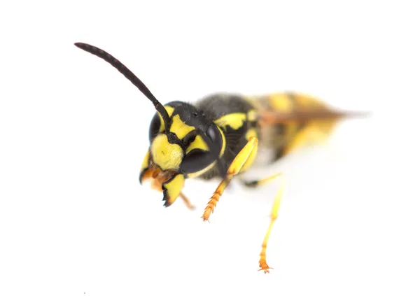 Wasp op een witte achtergrond. macro — Stockfoto