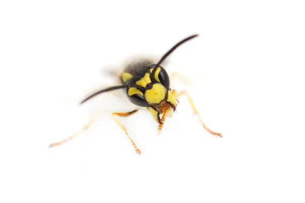 Beyaz zemin üzerinde yaban arısı. Makro — Stok fotoğraf