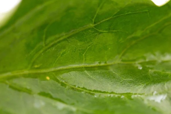 Bela folha verde. macro — Fotografia de Stock