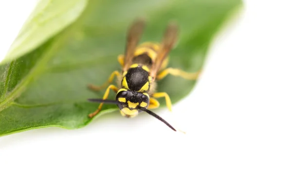 Wespe. Makro — Stockfoto