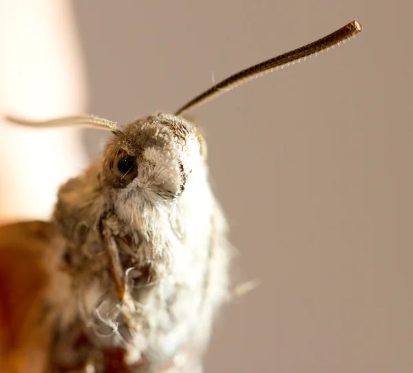 Moth... — Stock Photo, Image