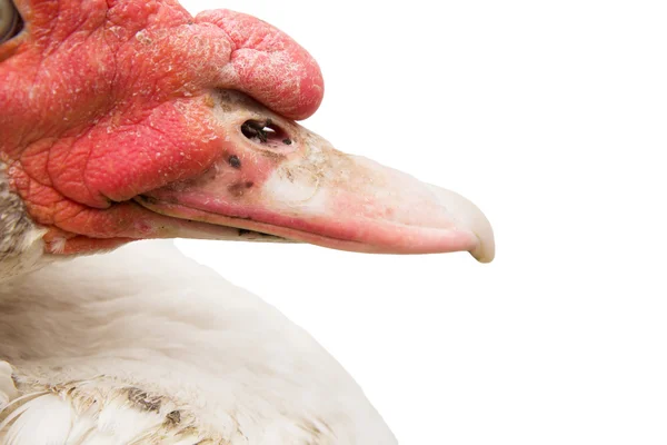 Retrato de um ganso sobre um fundo branco — Fotografia de Stock