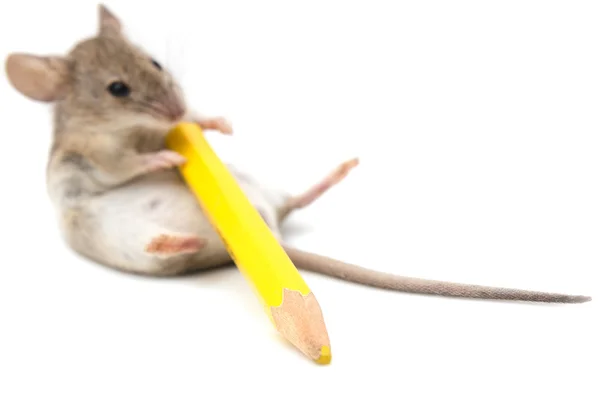 Rato com um lápis amarelo sobre um fundo branco — Fotografia de Stock