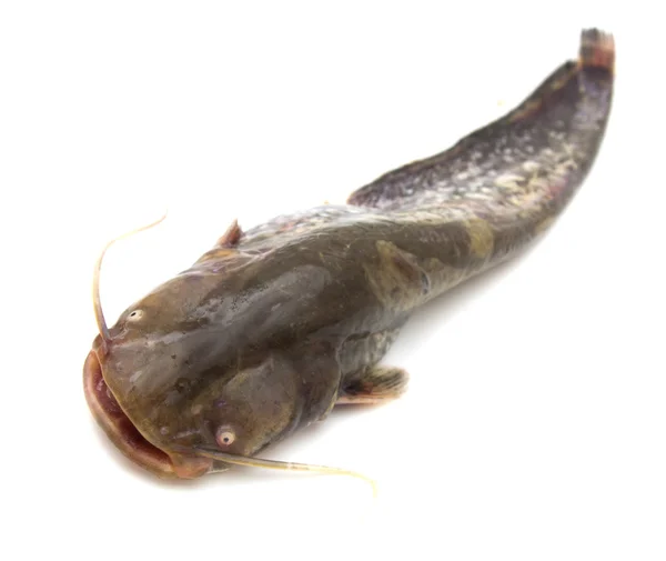 Catfish on a white background — Stock Photo, Image