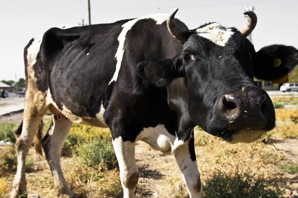 Divertido primer plano de una vaca entrometida blanca y negra —  Fotos de Stock