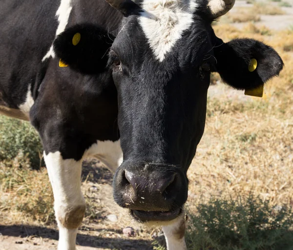 एक नॉसी ब्लॅक आणि पांढरा गाय मजेदार बंद — स्टॉक फोटो, इमेज