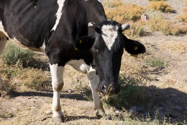 Kuh auf der Weide in der Steppe — Stockfoto