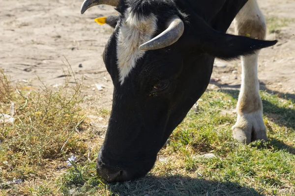 Koe in een weiland in de steppe — Stockfoto