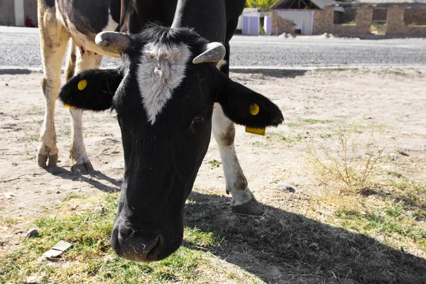 Vaca en la ciudad —  Fotos de Stock