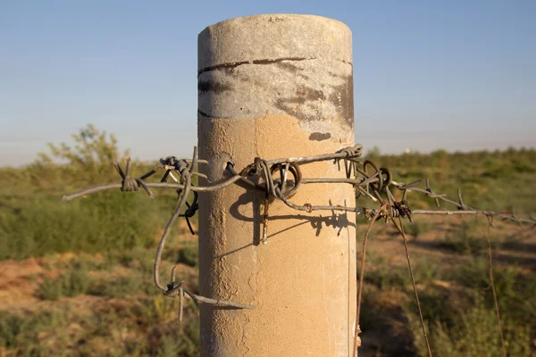 Barbed wire in the garden — Stock Photo, Image