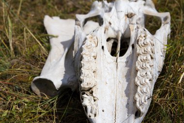 kafatası ve kemikler bir at