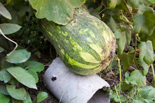 Zucca su un cespuglio — Foto Stock