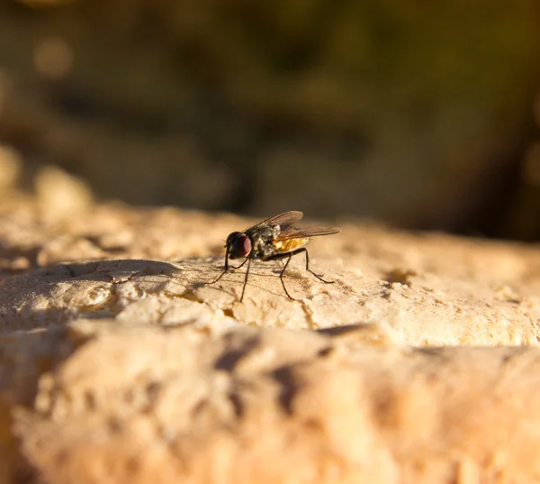 Fly sitting on the bread, close-up — Stock Photo, Image
