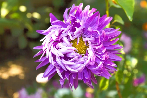 Aster in de natuur — Stockfoto