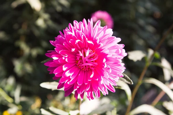 Aster dans la nature — Photo