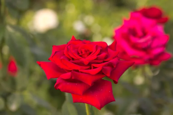 Красная роза в природе — стоковое фото