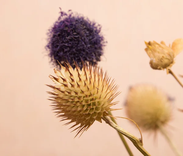 Yuvarlak kuru çiçek — Stok fotoğraf