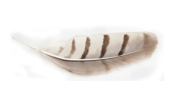 白色背景上的羽毛 — 图库照片