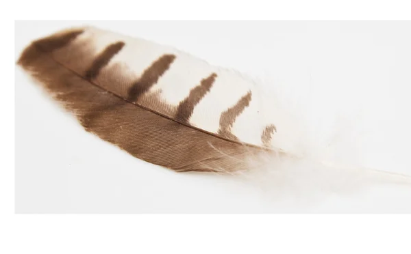 Beyaz arkaplanda tüy — Stok fotoğraf