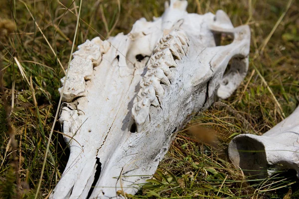 Cranio e ossa di un cavallo — Foto Stock