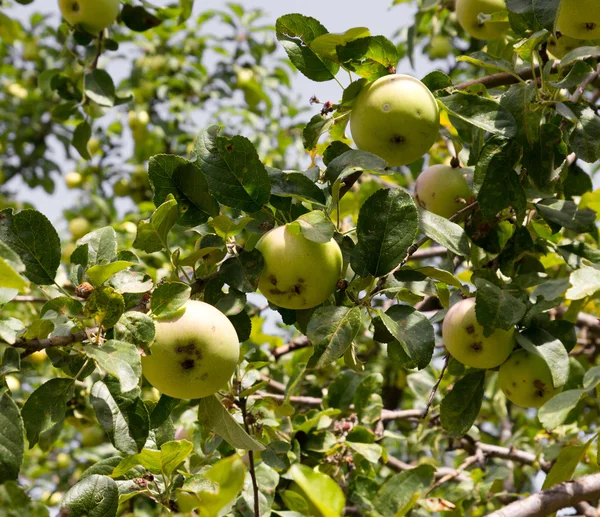 Apples on the tree on the nature — Stock Photo, Image