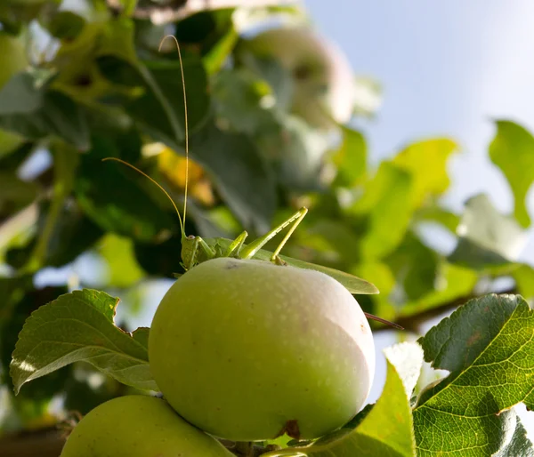 Jablka na stromě na povaze — Stock fotografie