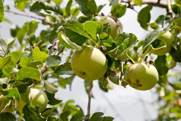 Apples on the tree on the nature — Stock Photo, Image