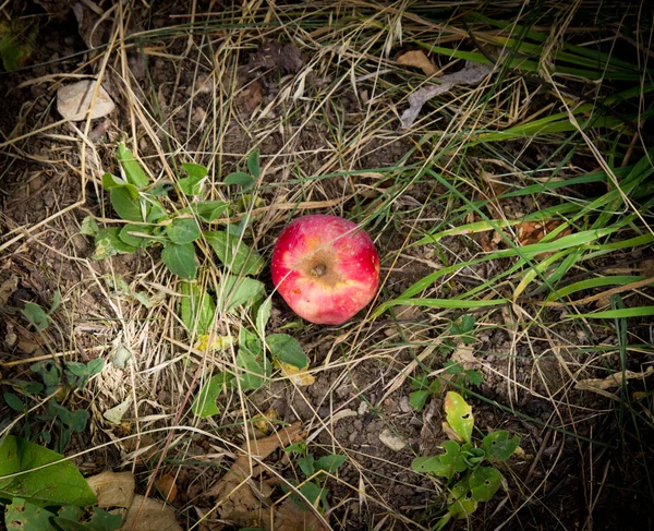 Pomme est dans la nature — Photo