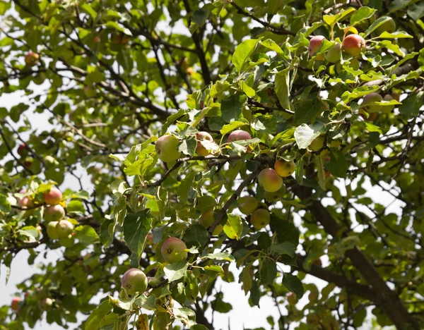 Apples on the tree on the nature — Stock Photo, Image