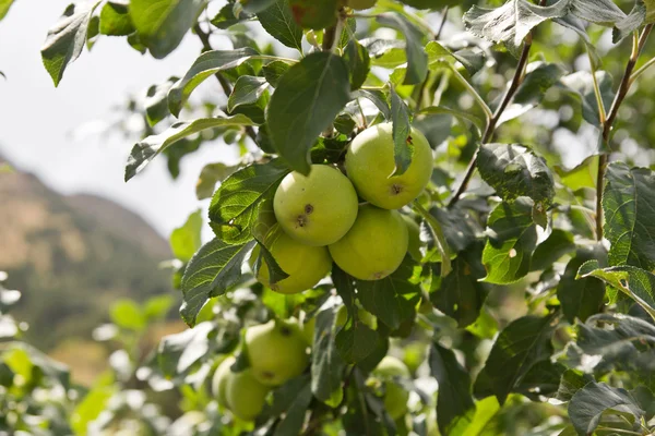 stock image Apples on the tree on the nature