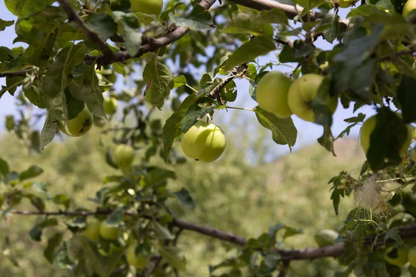 Äpplen på träd på naturen — Stockfoto