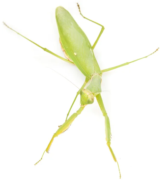 Mantis verde sobre fondo blanco — Foto de Stock