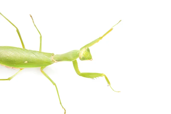 Mantis verde sobre fondo blanco — Foto de Stock