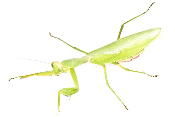 Groene mantis op een witte achtergrond — Stockfoto