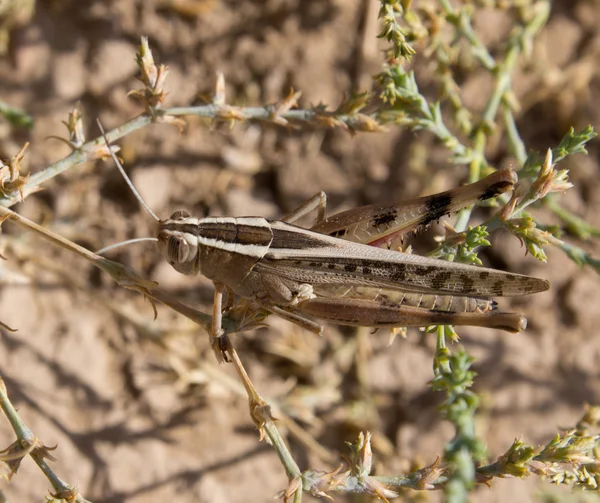 Sprinkhaan in het gras. macro — Stockfoto