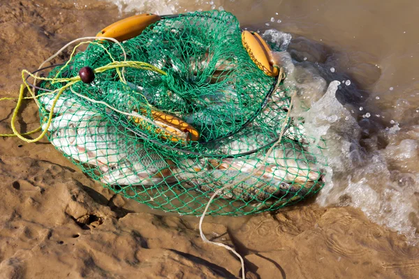 Mesh kooi met een vis in het water — Stockfoto