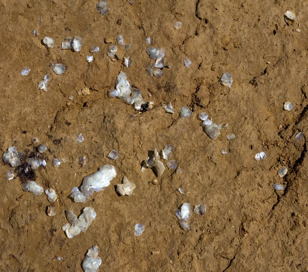 Schuppen von den Fischen am Boden — Stockfoto