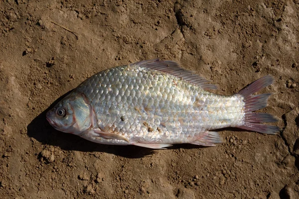 Pescado fresco en un suelo arcilloso — Foto de Stock