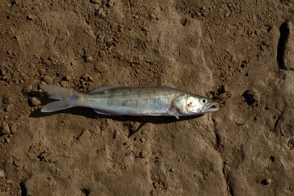 Čerstvé ryby na půdě hlíny — Stock fotografie