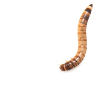 Doğa