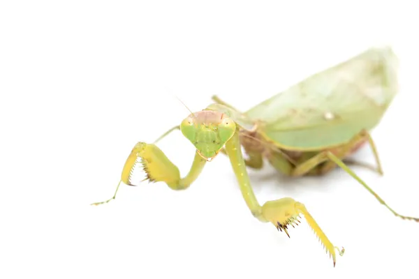 Natuur — Stockfoto