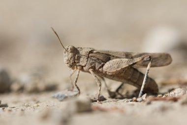 Doğa