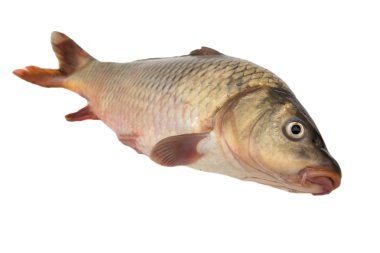 Doğa