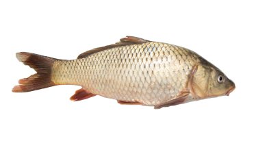 Doğa