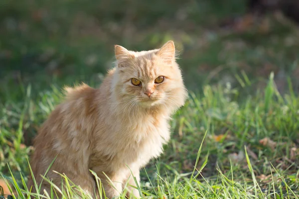 Natuur — Stockfoto