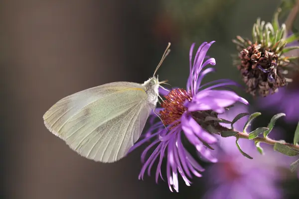 Natureza — Fotografia de Stock