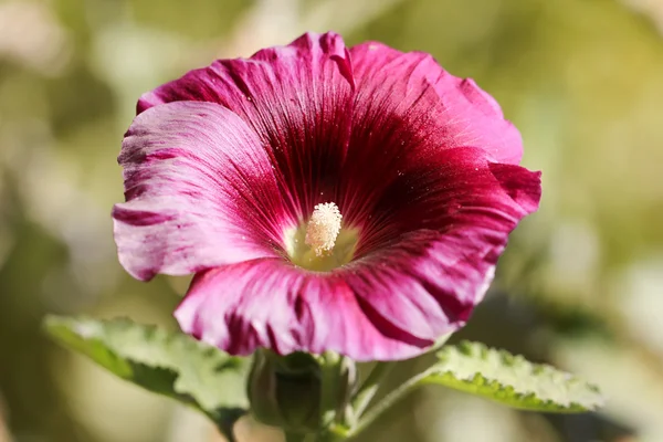 Naturaleza —  Fotos de Stock